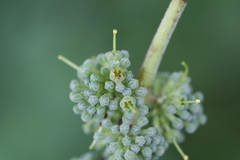 Hymenodictyon orixense